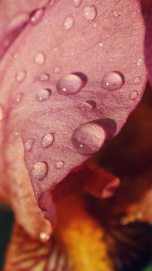 Red Flower Rain Bokeh Spring Nature Android wallpaper