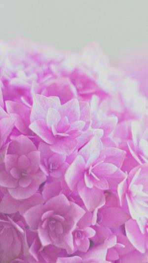Red Hortensia Flower Beautiful Nature Android wallpaper
