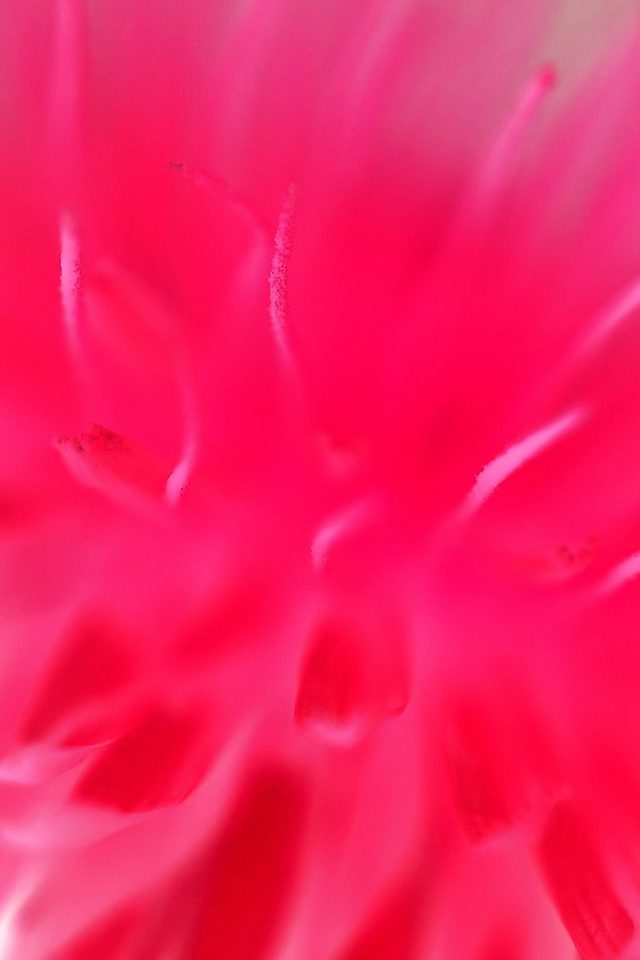 Red Pink Flower Zoom Nature Android wallpaper