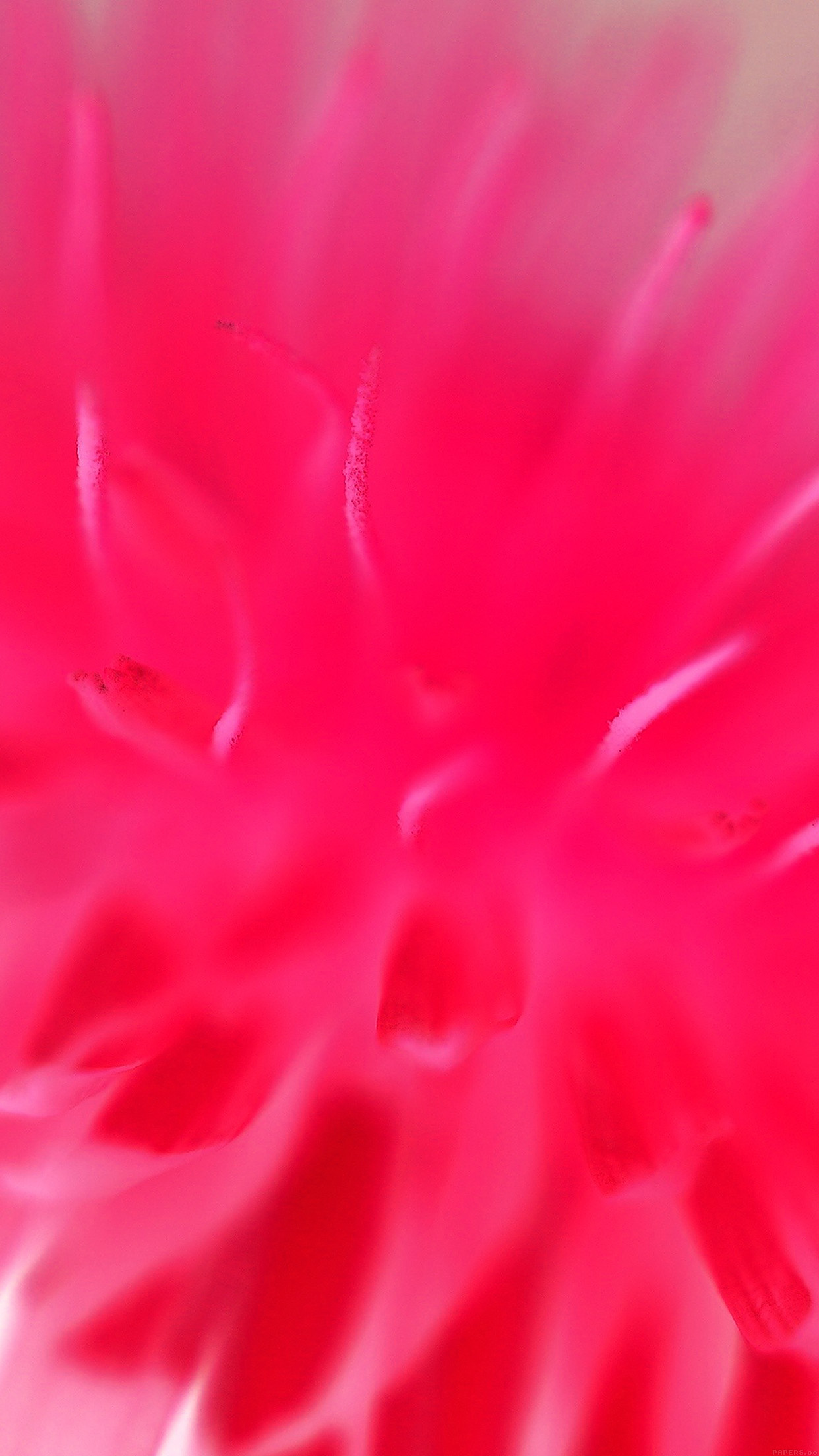 Red Pink Flower Zoom Nature Android wallpaper