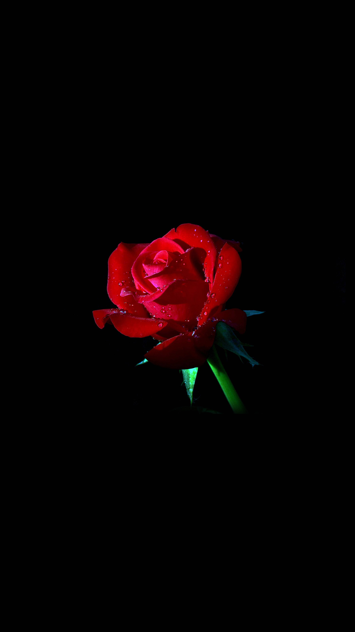 Red Rose Dark Flower Nature Android Wallpaper Android Hd Wallpapers