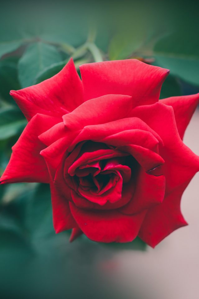 Red Rose Nature Flower Wood Love Valentine Android wallpaper