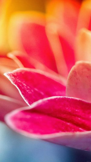 Rednap Flower Nature Android wallpaper