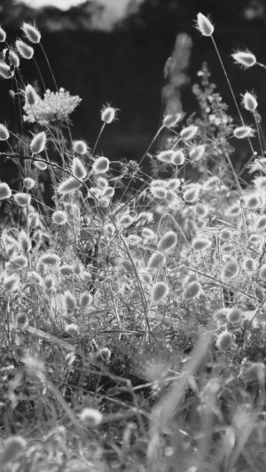 Reed Field Fall BW Nature Leaf Love Mountain Android wallpaper