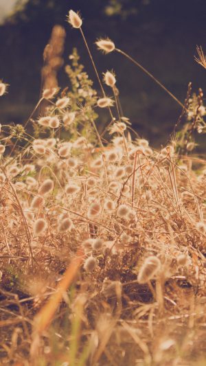 Reed Field Fall Nature Leaf Mountain Android wallpaper