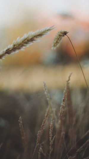 Reed Flower Nature Field Android wallpaper
