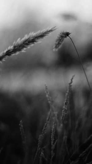 Reed Flower Nature Field Bw Android wallpaper