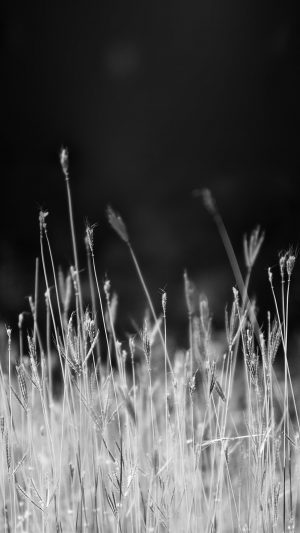 Reed Weed Flower Nature Flare Black Bw Android wallpaper