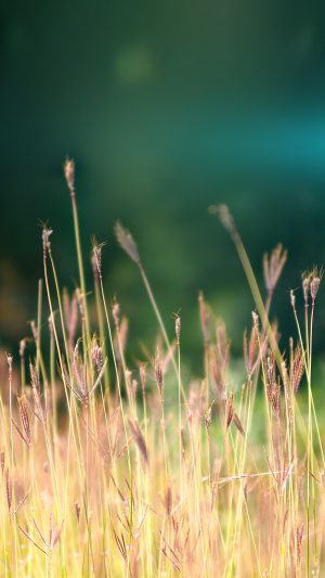 Reed Weed Flower Nature Flare Blue Android wallpaper