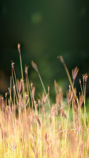 Reed Weed Flower Nature Green Android wallpaper