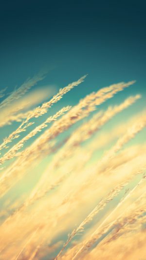 Rice Field Nature Android wallpaper