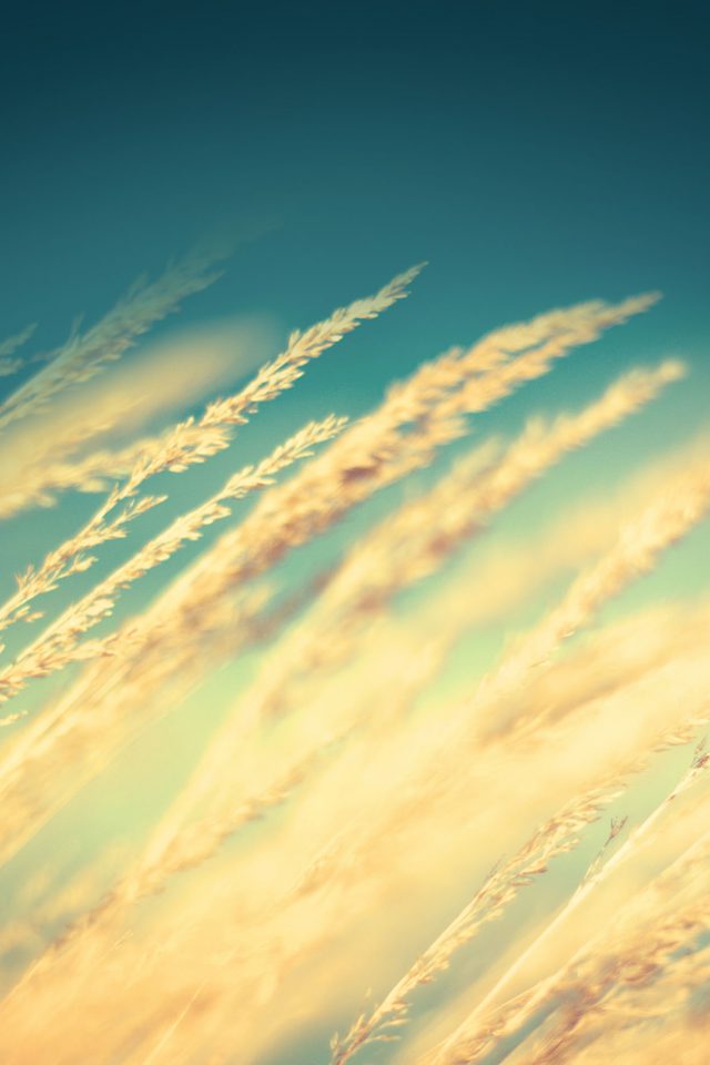 Rice Field Nature Android wallpaper