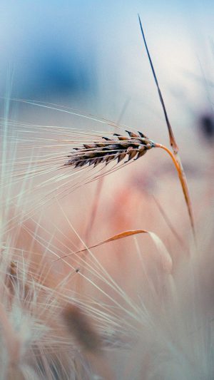 Rice Leaf Nature Blue Bokeh Blur Android wallpaper