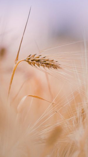 Rice Leaf Nature Bokeh Blur Android wallpaper
