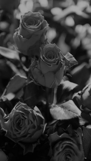 Rose Flower Gift Red Nature Dark Bw Android wallpaper
