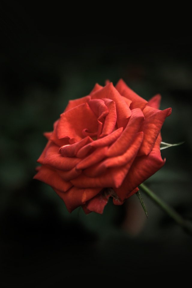 Rose Flower Red Love Nature Android wallpaper