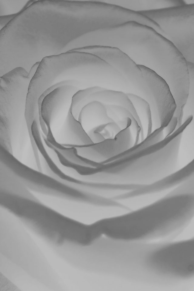 Rose Flower White Nature Android wallpaper