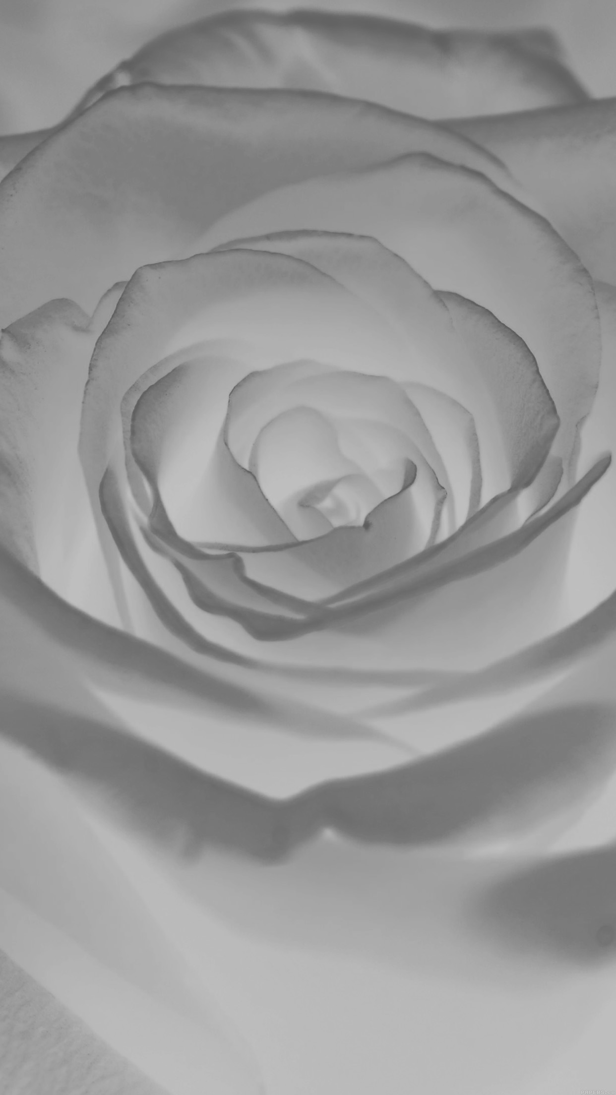 Rose Flower White Nature Android wallpaper