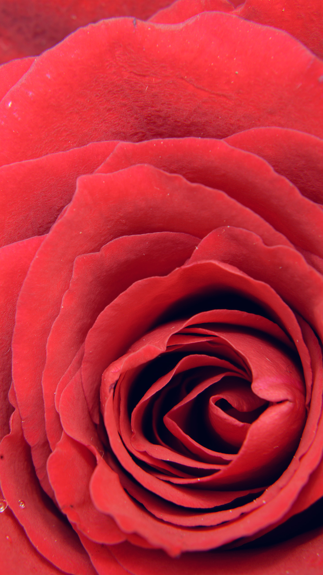 Rose Red Flower Nature Love Android wallpaper