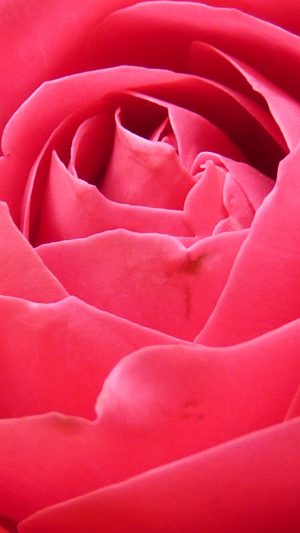 Rose Red Nature Flower Android wallpaper