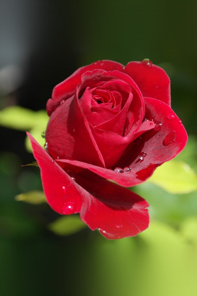 Rose Red Nature Flower Bokeh Rain Android wallpaper