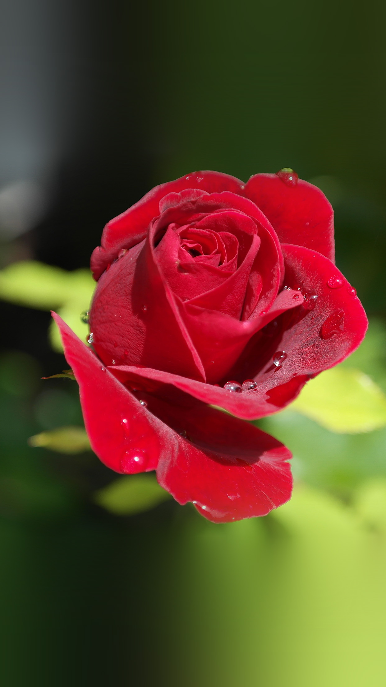 Rose Red Nature Flower Bokeh Rain Android Wallpaper Android Hd