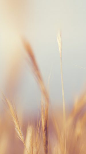 Rye Field Nature Bokeh Flower Android wallpaper