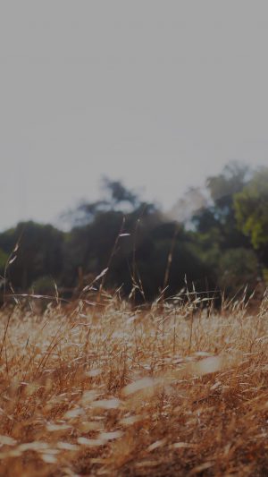 Rye Grass Field Bokeh Cool Mountain Cole Patrick Nature Android wallpaper