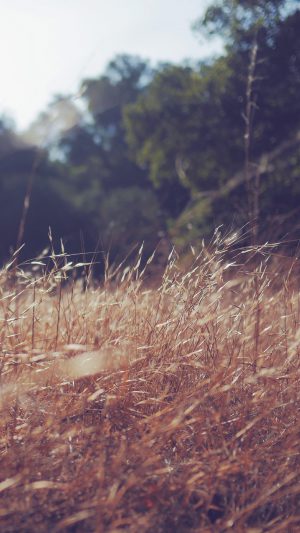 Rye Grass Field Green Mountain Cole Patrick Nature Android wallpaper