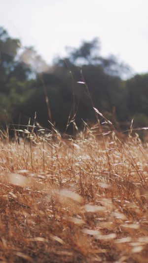 Rye Grass Field Mountain Cole Patrick Nature Android wallpaper