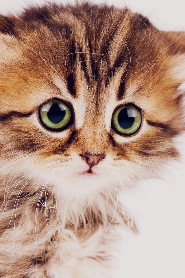 Sad Kitten Cat Animal Nature Cute Android wallpaper