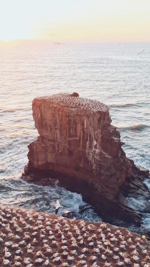 Sea Seagull Ocean Sunset Wave Summer Nature Android wallpaper