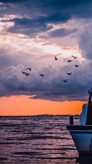 Sea Sunset Birds Sky Ocean Ship Nature Blue Android wallpaper