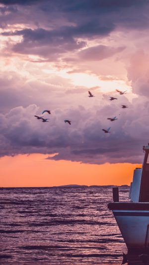 Sea Sunset Birds Sky Ocean Ship Nature Flare Android wallpaper