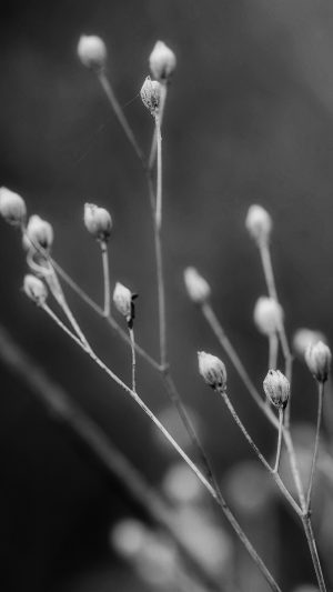 Seed Flower Nature Dark Android wallpaper