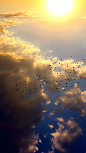 Sky Bird Fly Summer Sun Nature Android wallpaper