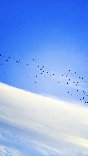 Sky Cloud Birds Blue Fly Nature Android wallpaper