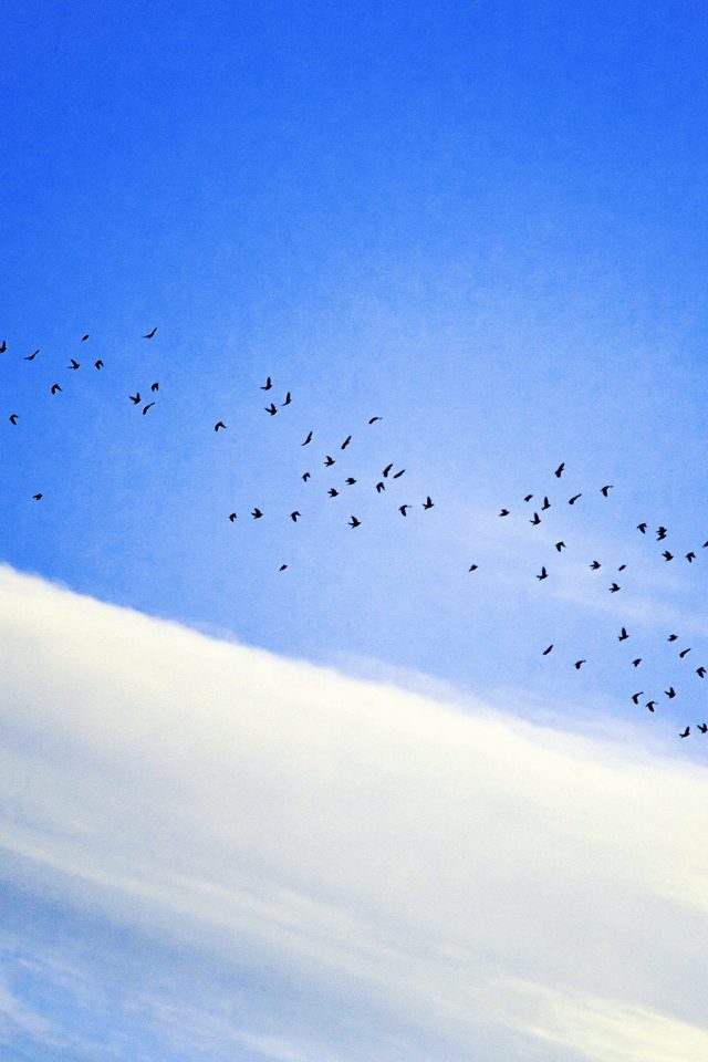 Sky Cloud Birds Blue Fly Nature Android wallpaper