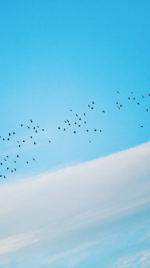 Sky Cloud Birds Fly Nature Android wallpaper