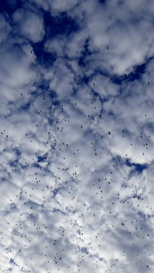 Sky Cloud Birds Nature Blue Android wallpaper