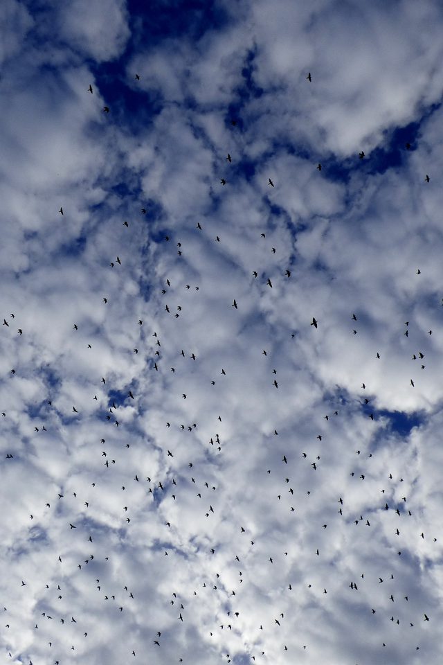 Sky Cloud Birds Nature Blue Android wallpaper