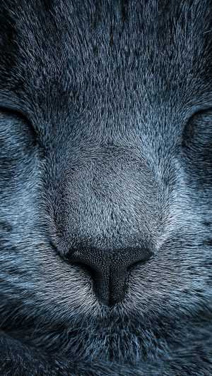 Sleeping Blue Cat Zoom Nature Android wallpaper