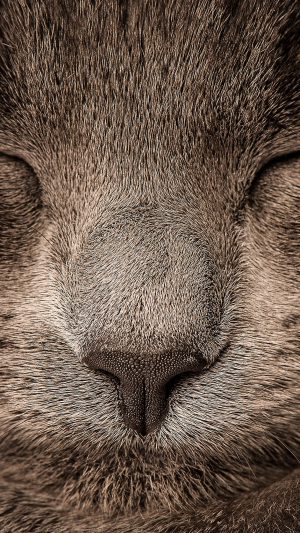 Sleeping Cat Zoom Nature Android wallpaper