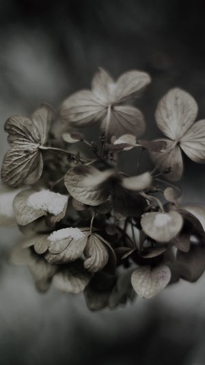 Snow Flower Winter Bokeh Dark Nature Android wallpaper