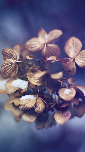 Snow Flower Winter Bokeh Nature Android wallpaper