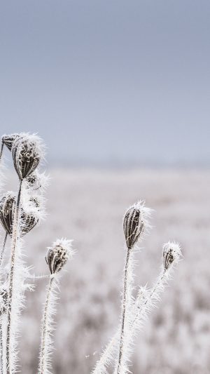 Snow Winter Flower Bokeh Nature Android wallpaper