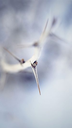 Soft Nature Branch Art Illustration Android wallpaper