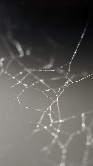 Spider Web Nature Rain Water Pattern Bw Android wallpaper
