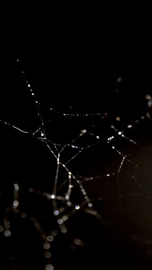 Spider Web Nature Rain Water Pattern Bw Dark Android wallpaper