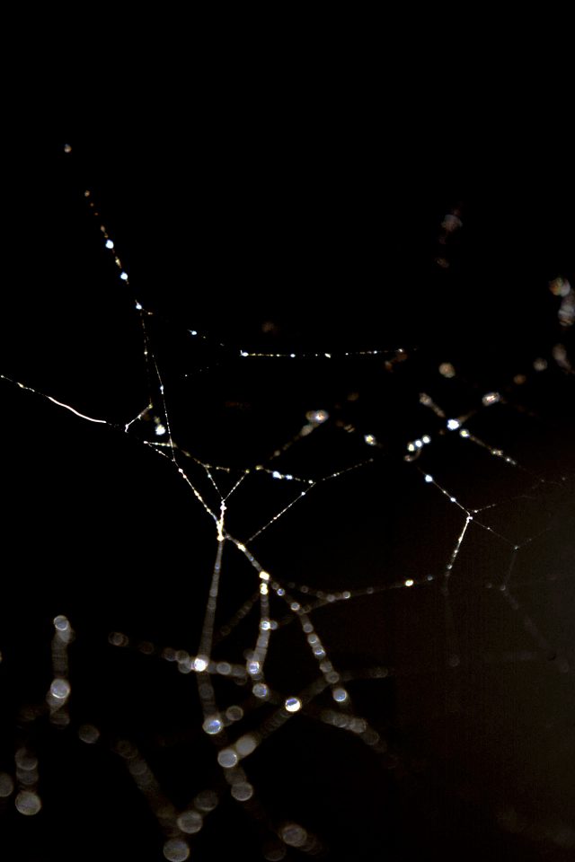 Spider Web Nature Rain Water Pattern Bw Dark Android wallpaper